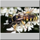 Crabro cribrarius - Grabwespe w07 14mm.jpg